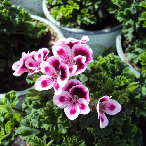 Pelargonium Pac Candy Flower Bicolor