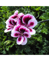 Pelargonium Pac Candy Flower Bicolor