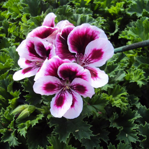 Pelargonium Pac Candy Flower Bicolor