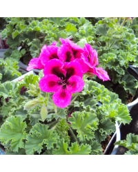 Pelargonium Candy Flower Violet