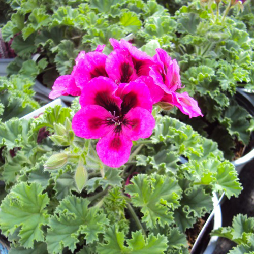 Pelargonium Candy Flower Violet