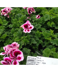 Pelargonium Pac Candy Flower Bicolor