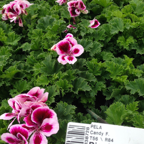 Pelargonium Pac Candy Flower Bicolor