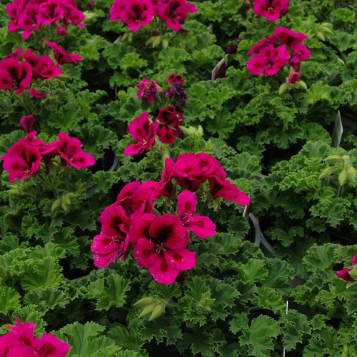 Pelargonium Candy Flower Mauve