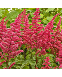 Astilbe Alive And Kicking