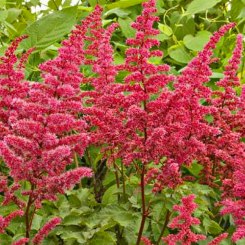 Astilbe Alive And Kicking