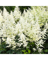 Astilbe Hybrida White