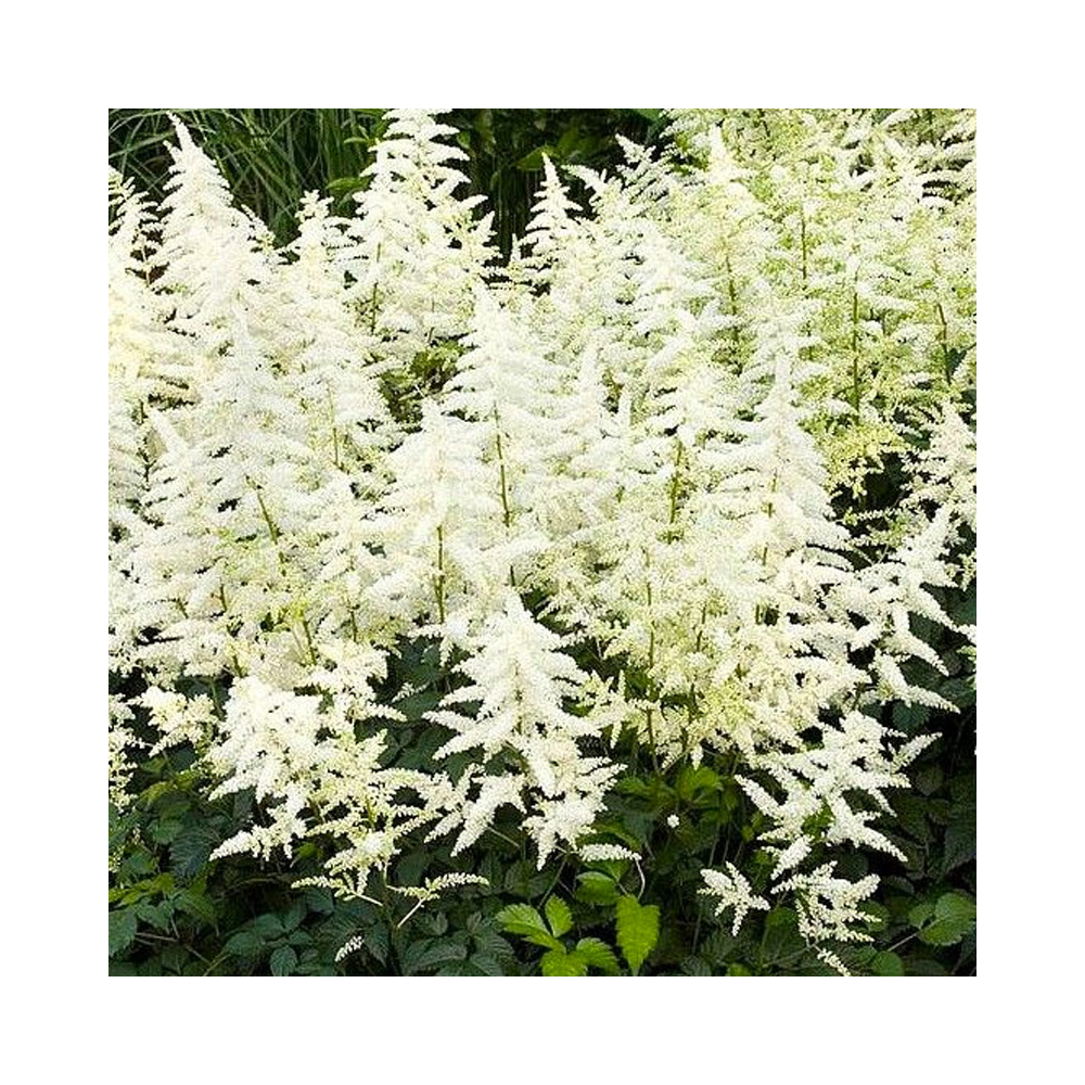 Astilbe Hybrida White