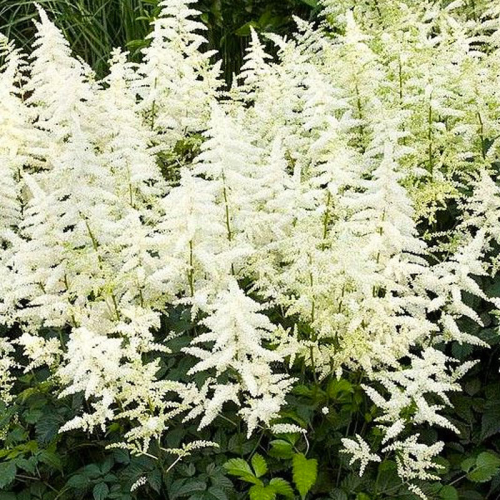 Astilbe Hybrida White