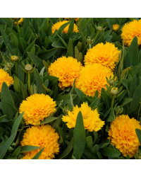 Coreopsis Solanna Golden Sphere