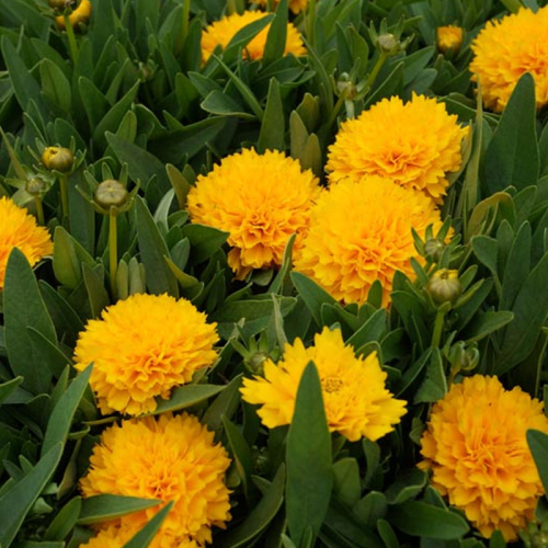 Coreopsis Solanna Golden Sphere