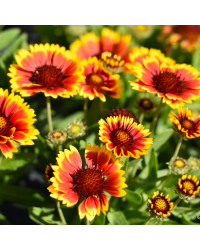 645-gaillarde-aristata-arizona-sun