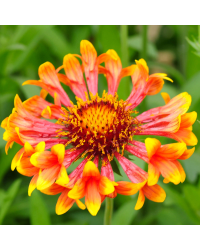 Gaillarde Corneto Blaze