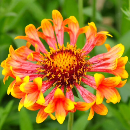 Gaillarde Corneto Blaze