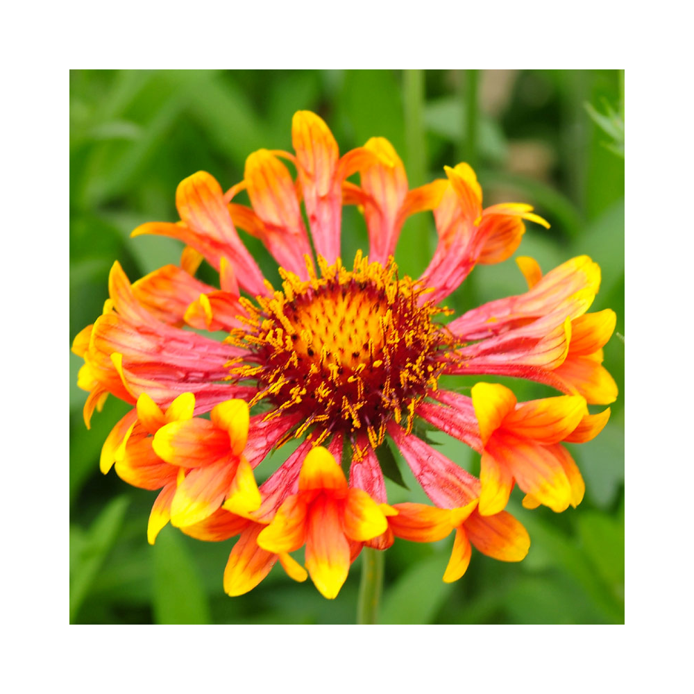 Gaillarde Corneto Blaze