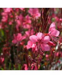 120-gaura-belleza-pink