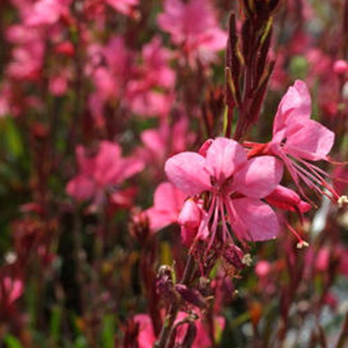 120-gaura-belleza-pink