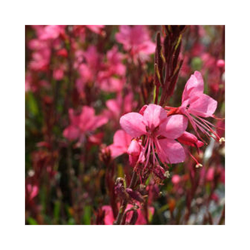 120-gaura-belleza-pink