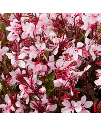 Gaura Lindheimeri Butterfly Rose White