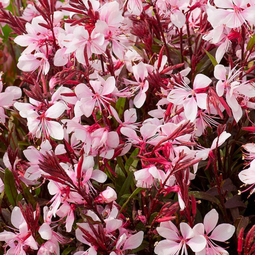 Gaura Lindheimeri Butterfly Rose White