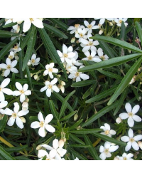 Choisya Ternata White Dazzler