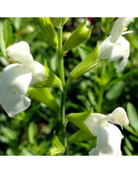 Sauge Greggii White