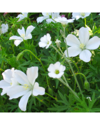 Geranium Vivace Album