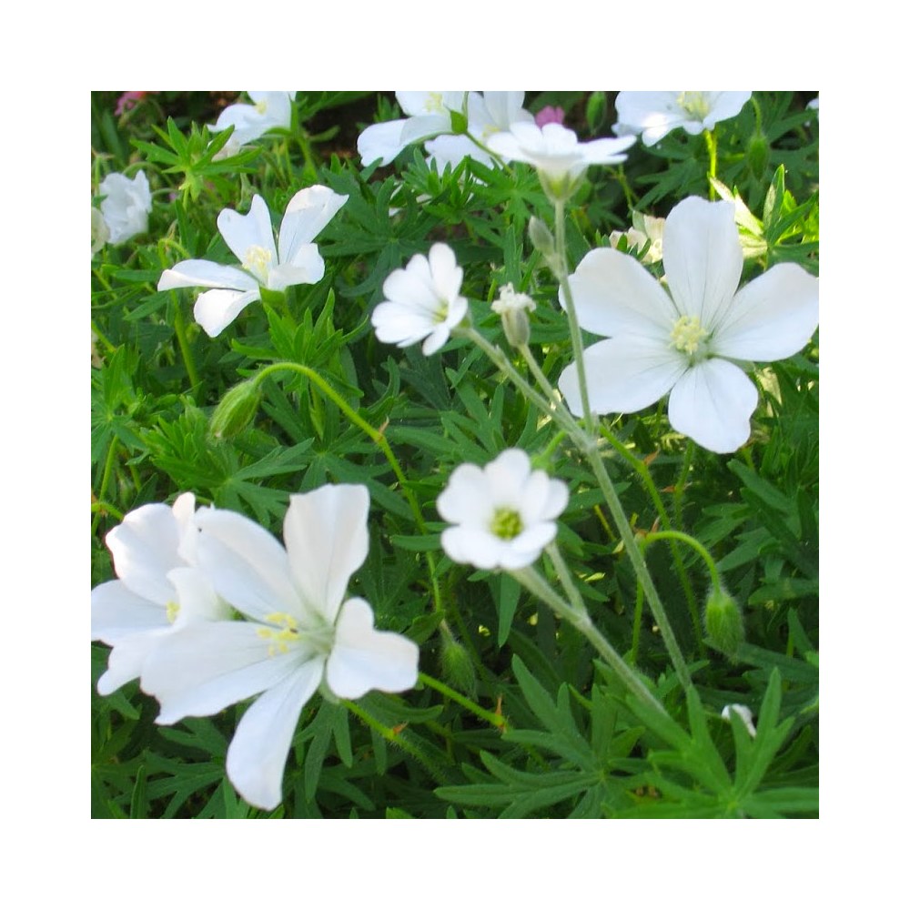 Geranium Vivace Album