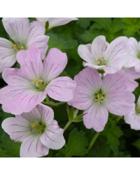 Geranium Vivace Dreamland