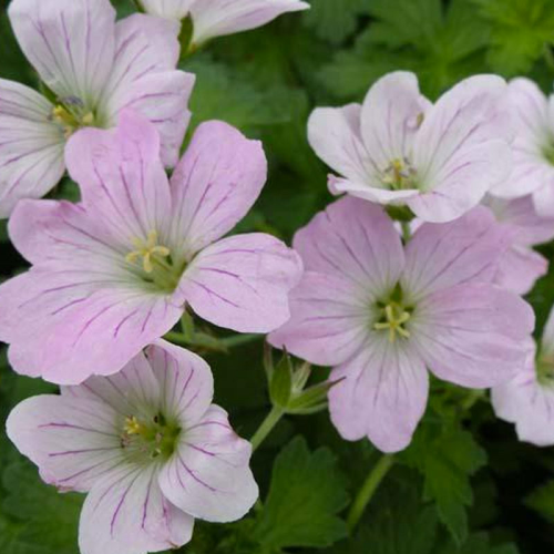 Geranium Vivace Dreamland