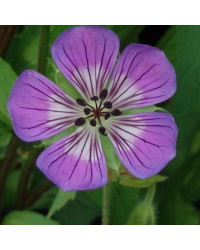 Geranium Vivace Sweet Heidy