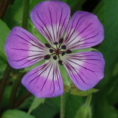 Geranium Vivace Sweet Heidy