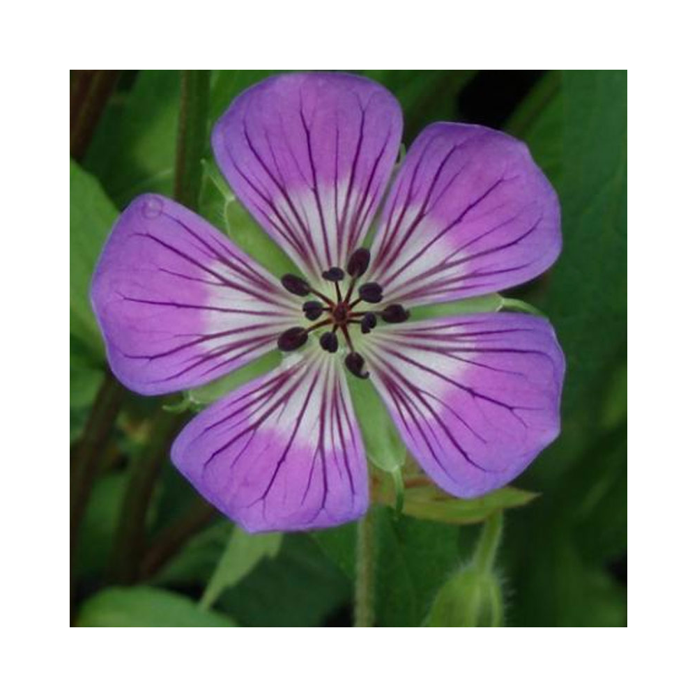 Geranium Vivace Sweet Heidy