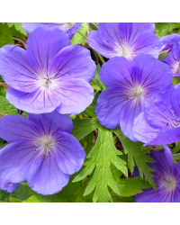 Geranium Vivace Walli Blue Sunrise