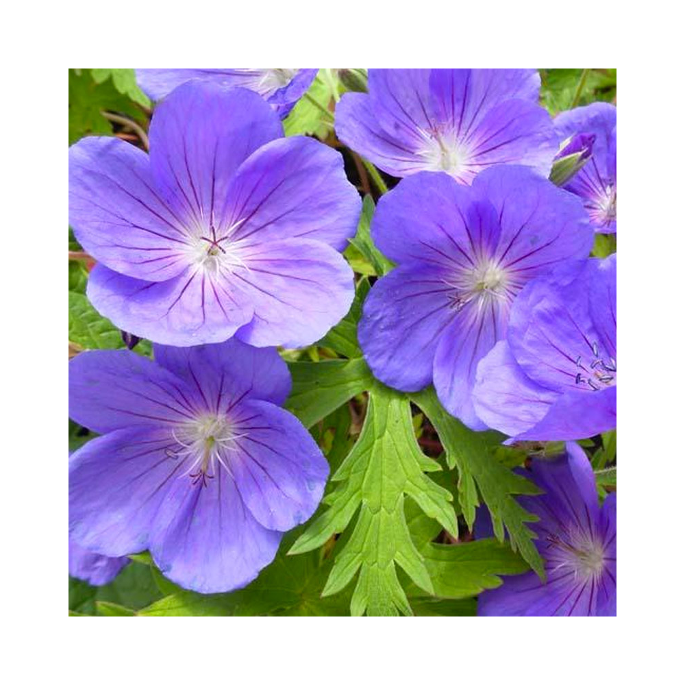 Geranium Vivace Walli Blue Sunrise