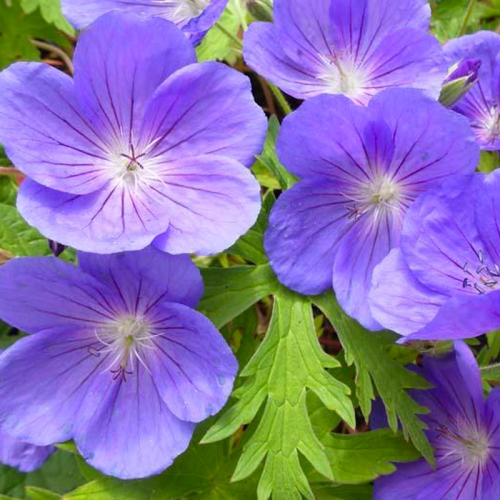 Geranium Vivace Walli Blue Sunrise