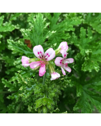 Geranium odorant Citronelle rose