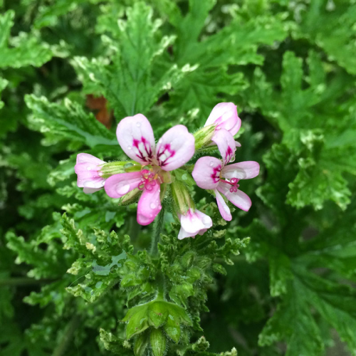 Geranium odorant Citronelle rose