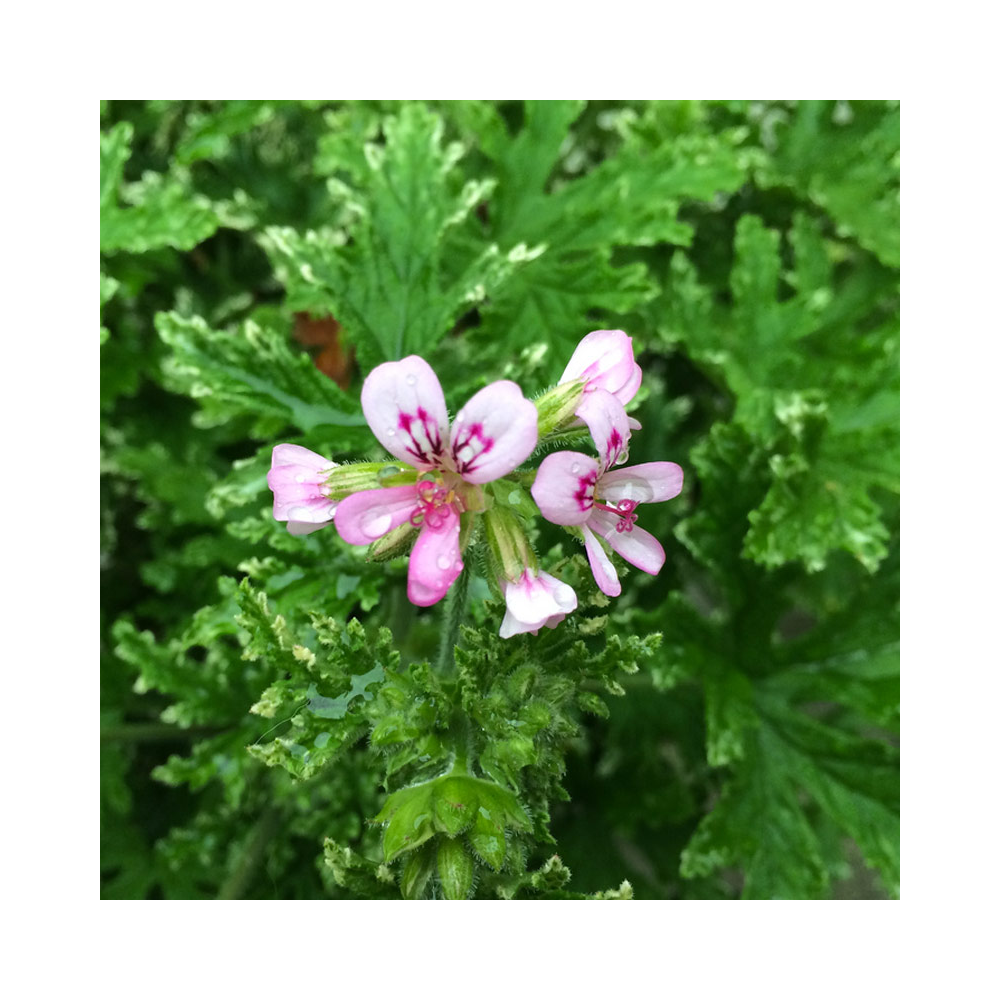 Geranium odorant Citronelle rose