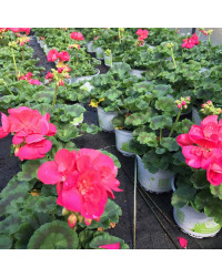 Geranium Droit Big Ezee Neon