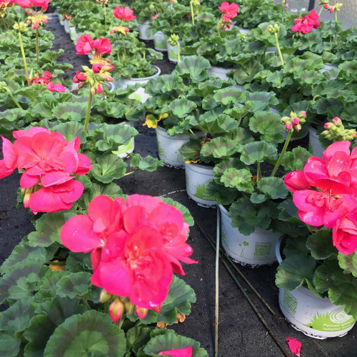 Geranium Droit Big Ezee Neon