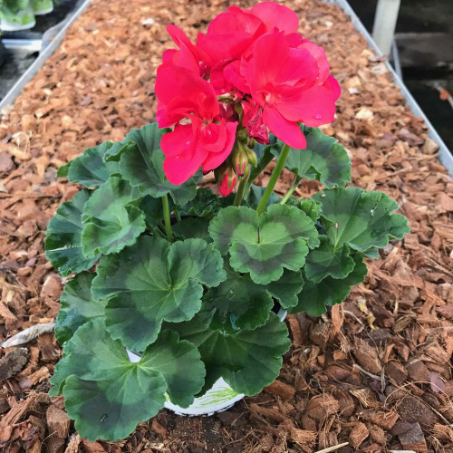 Geranium Droit Big Ezee Neon