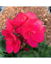 Geranium Droit Big Ezee Neon