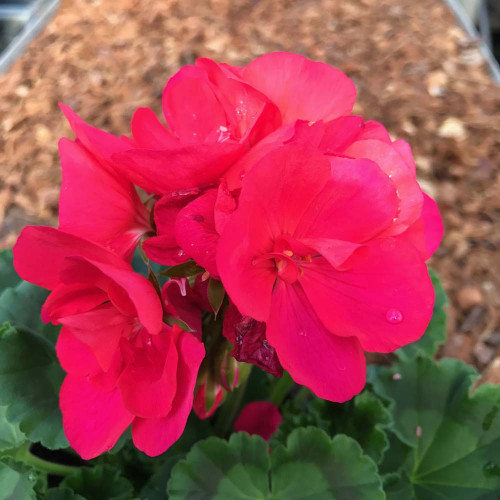 Geranium Droit Big Ezee Neon