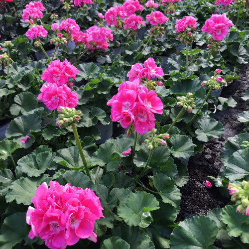 Geranium Droit Pinnacle  Celine rose