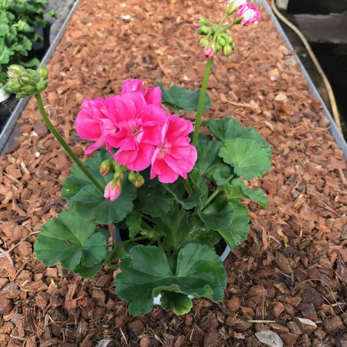 Geranium Droit Pinnacle  Celine rose