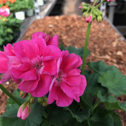 Geranium Droit Pinnacle  Celine rose