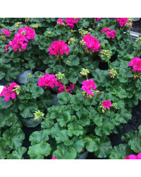 Geranium Zonal Toscana Katarina