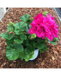 Geranium Zonal Toscana Katarina