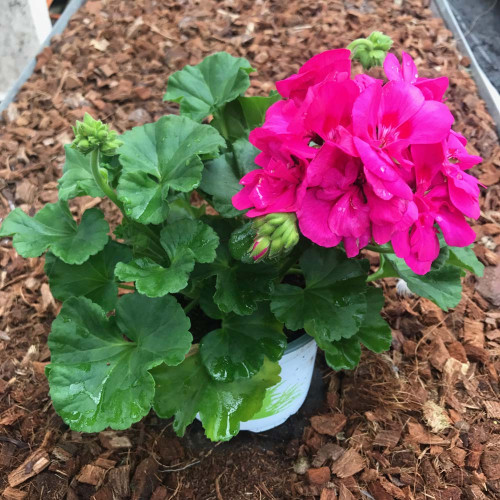 Geranium Zonal Toscana Katarina